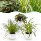 Cyperus, detail van het blad