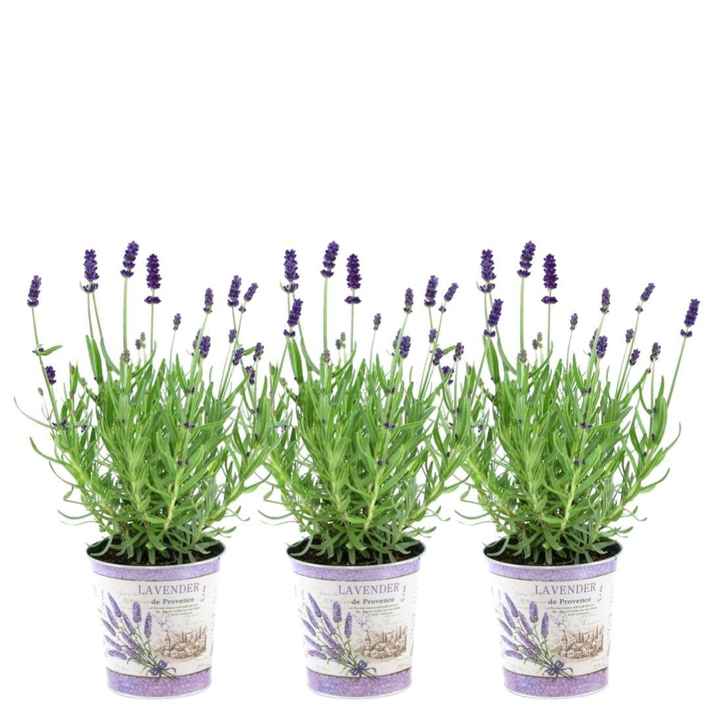 Productafbeelding van Pureplant