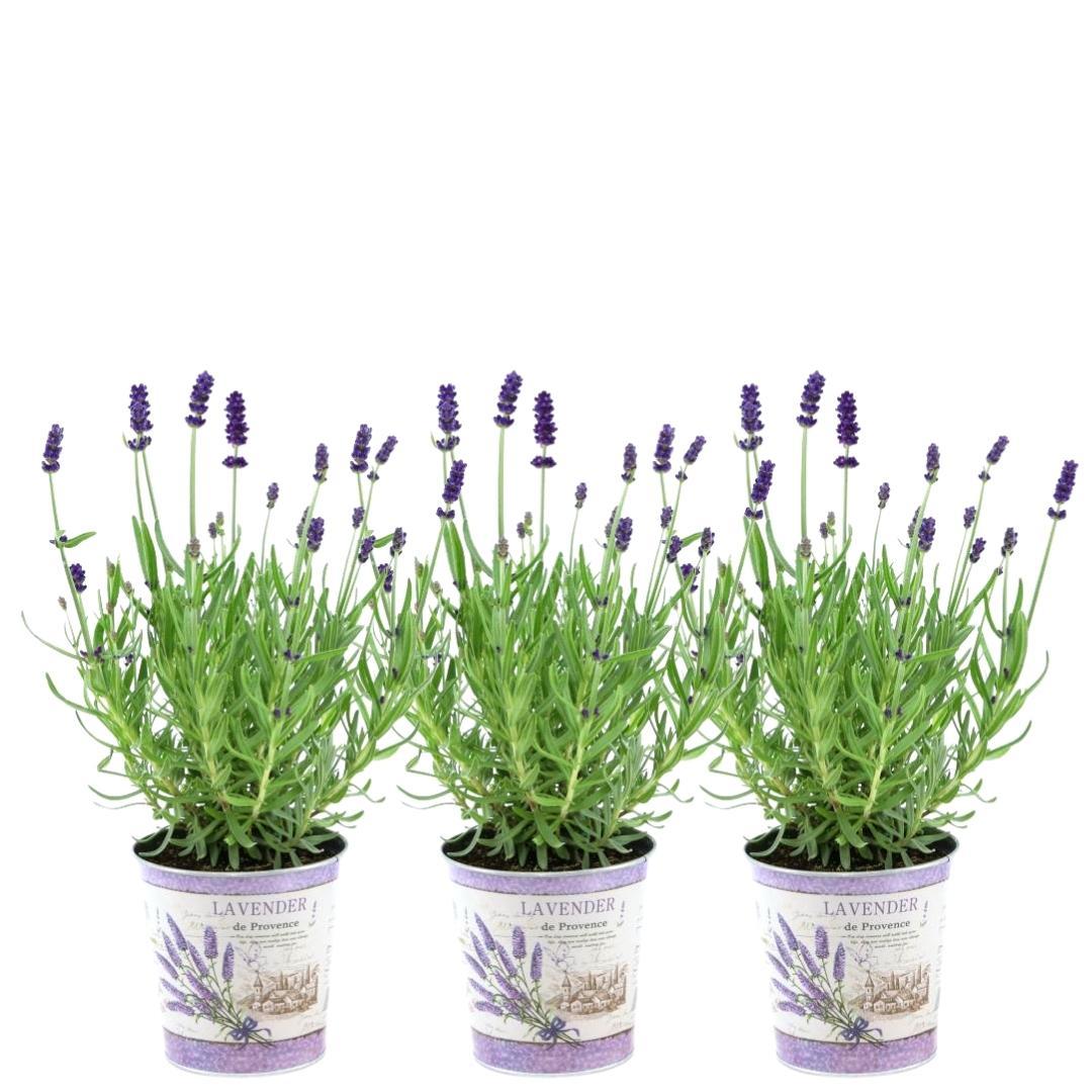 Productafbeelding van Pureplant