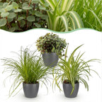 Cyperus, groene bladeren