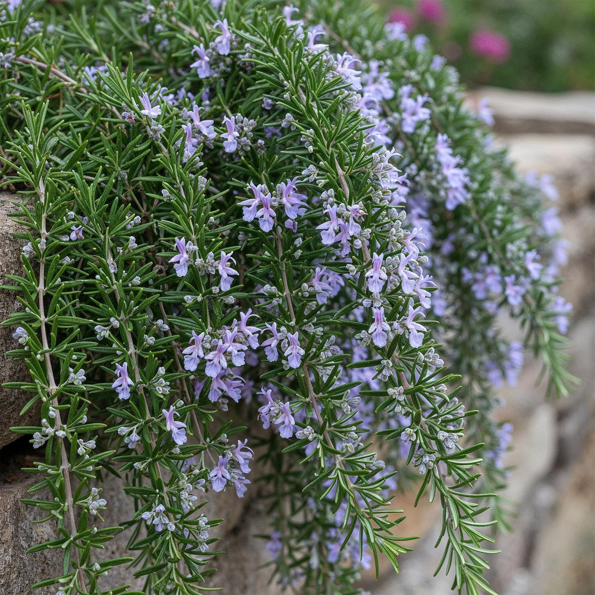 Rosmarinus officinalis Prostratus, plant in pot