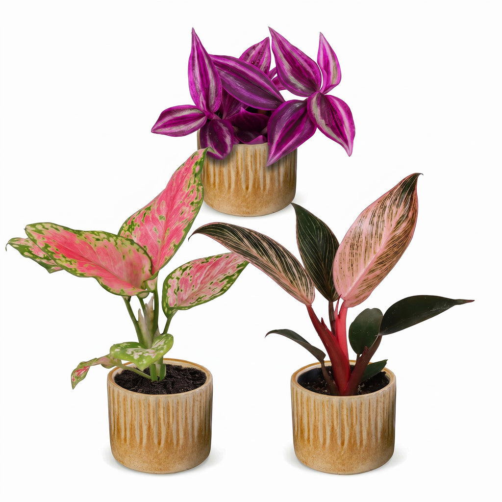 Productafbeelding van Pureplant