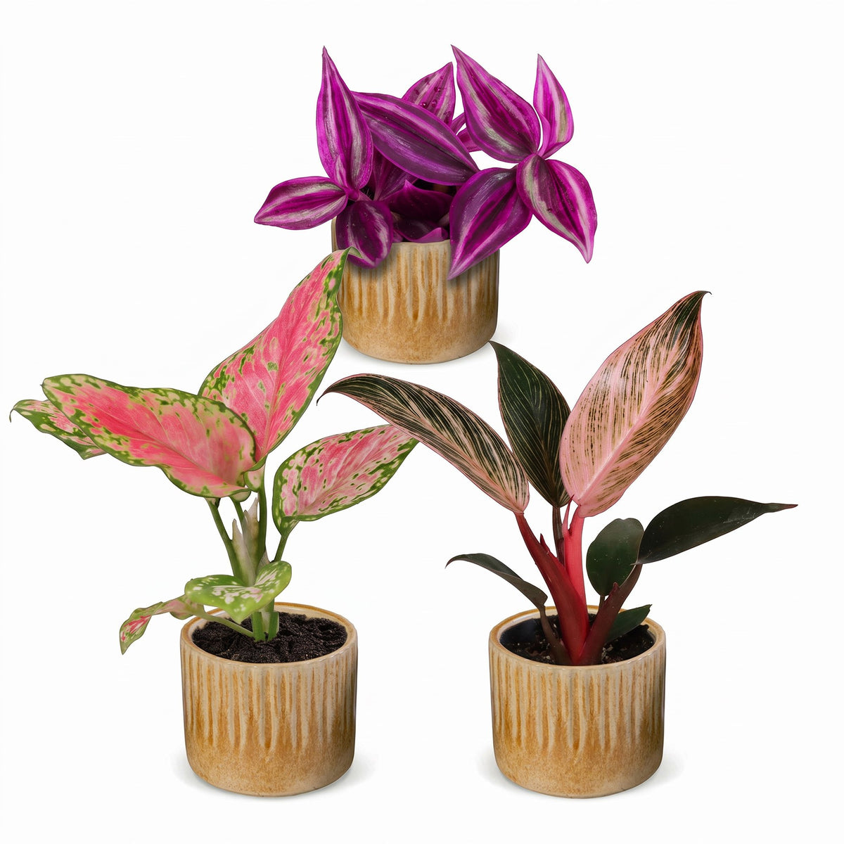 Productafbeelding van Pureplant