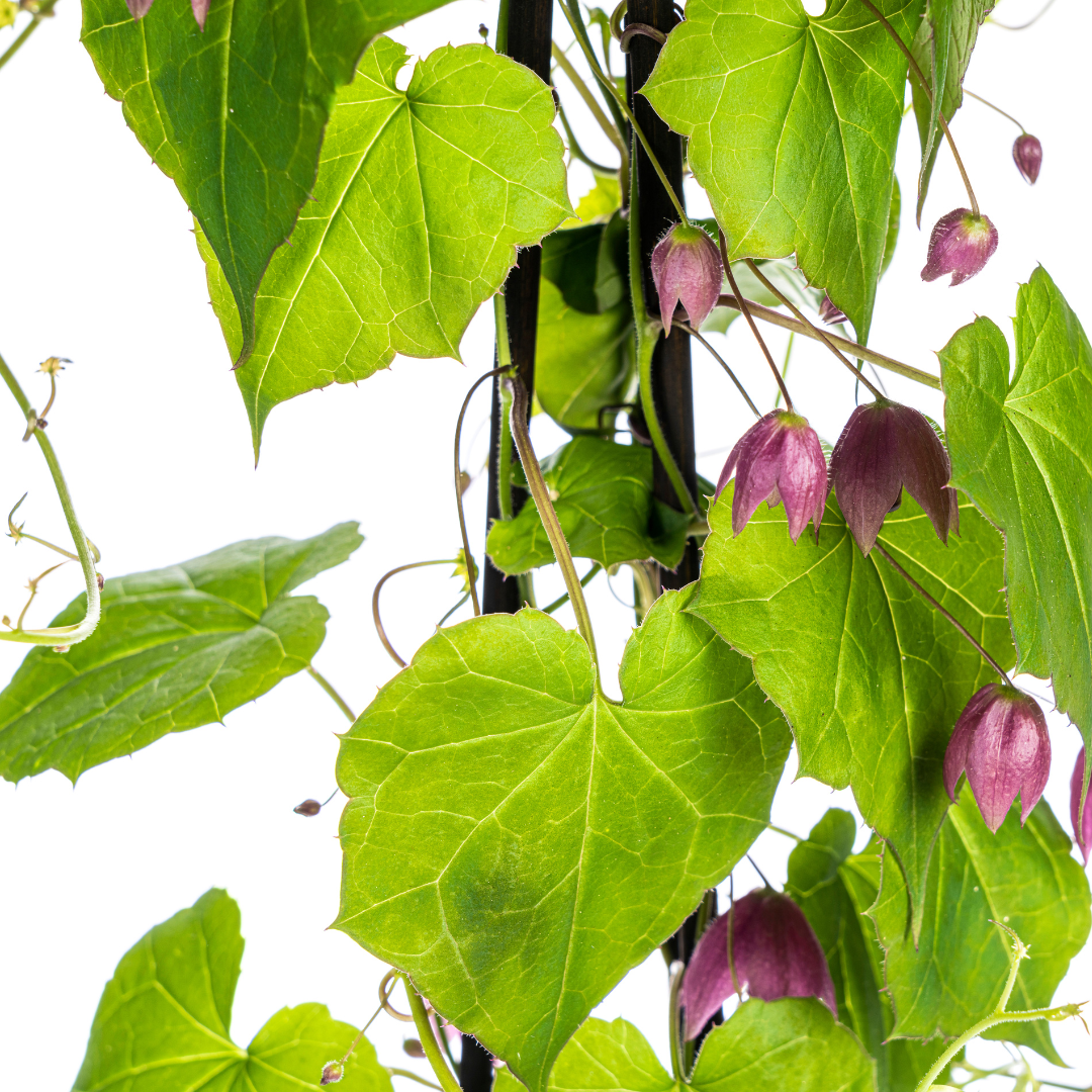 4x Rhodochiton Atrosanguineum Purple Bells, kenmerkend blad