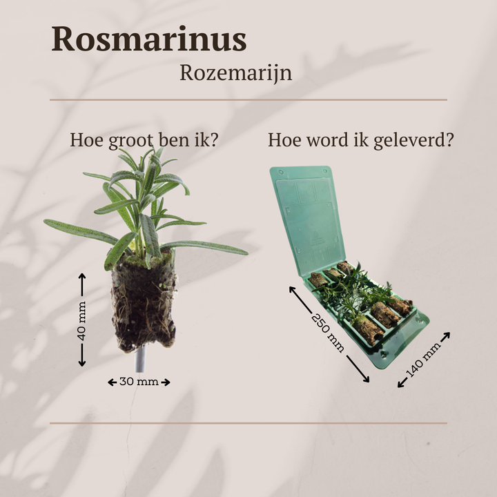 Rozemarijn Rosmarinus, geurend, zelf kweken, 6 pluggen