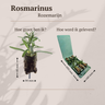 Rozemarijn Rosmarinus, geurend, zelf kweken, 6 pluggen