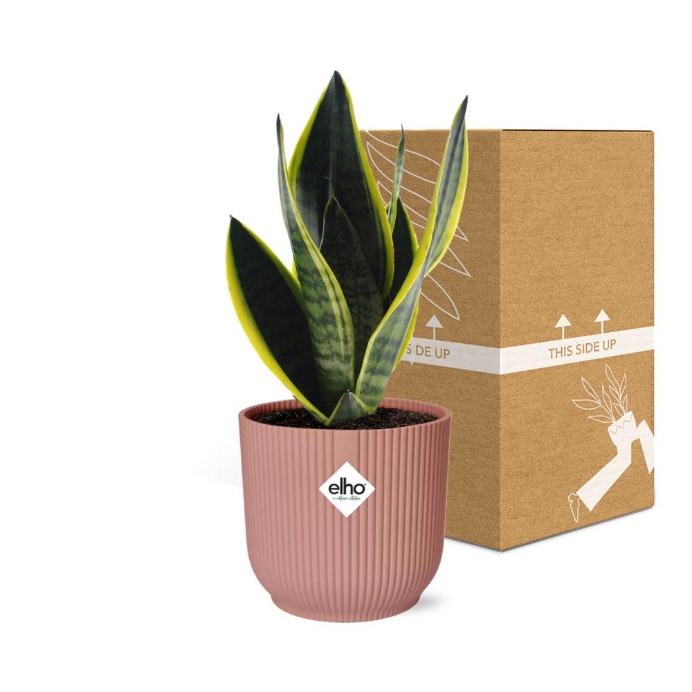 Detailfoto van Sansevieria Futura Superba in ELHO Vibes Fold 14cm roze