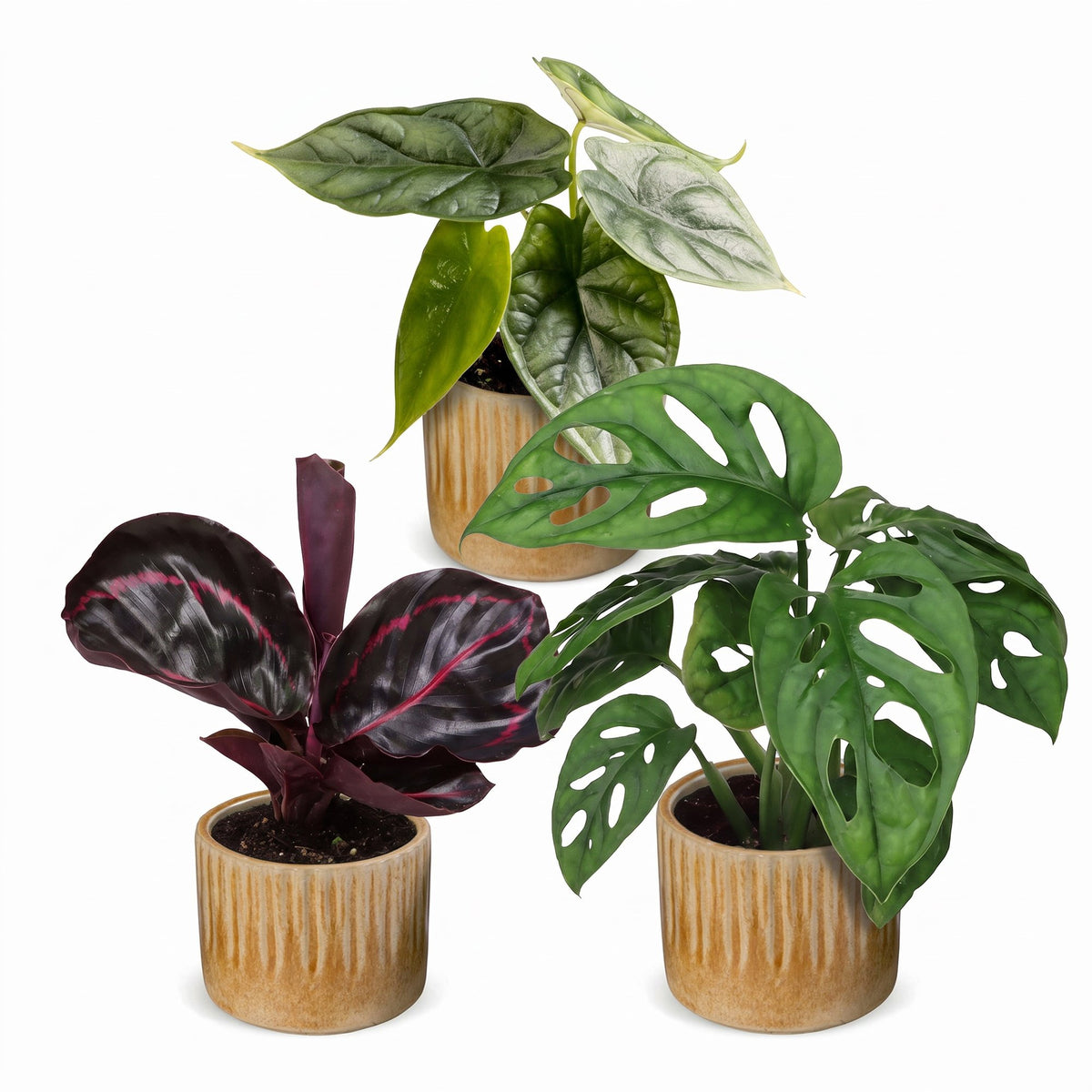3x Baby Jungle Mix voor een groen interieur