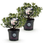 Rhododendron Bloombux &