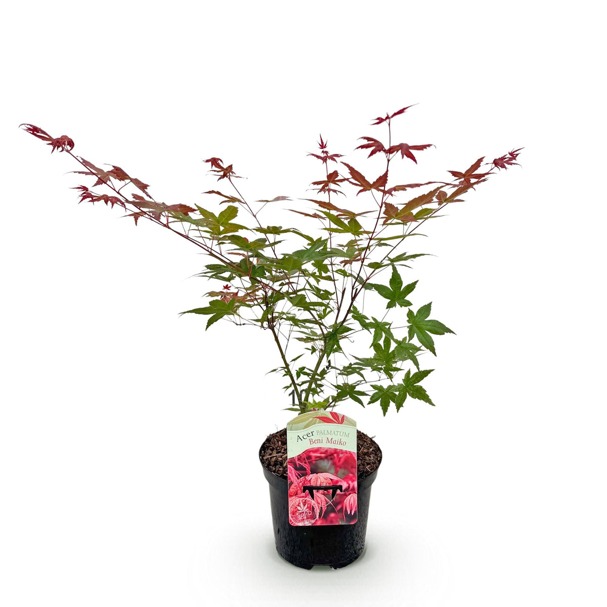 Japanse esdoorn Acer palmatum Beni Maiko, kenmerkend blad