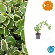 60x Vinca major &