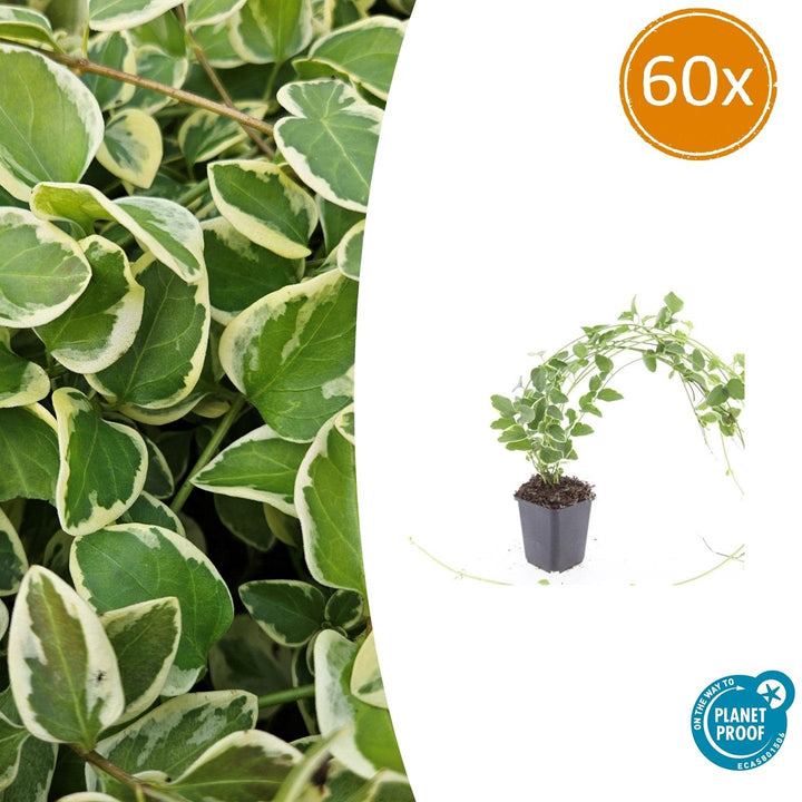 60x Vinca major &