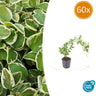 60x Vinca major 'Variegata'