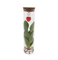 Mix In Tube Glas + Jewel (hartje), plant in pot