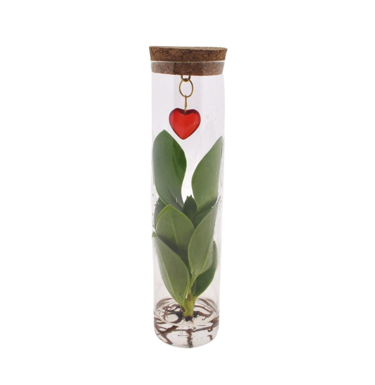Mix In Tube Glas + Jewel (hartje), plant in pot