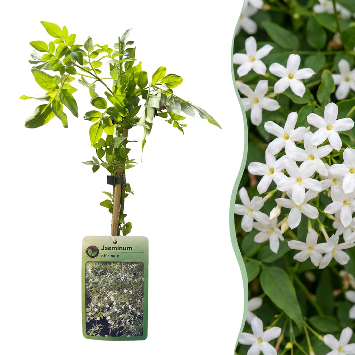 Jasminum officinale - echte jasmijn - set van 6 - Ø9 cm