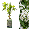Jasminum officinale - echte jasmijn - set van 6 - Ø9 cm