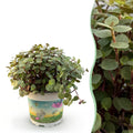 Calissia repens, 14 cm hoog, groeiwijze van de plant