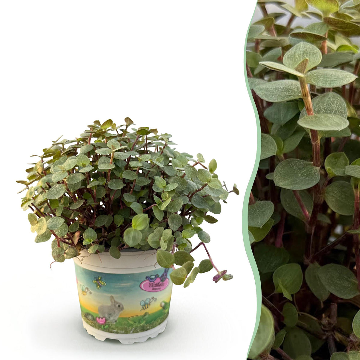 Calissia repens, 14 cm hoog, groeiwijze van de plant
