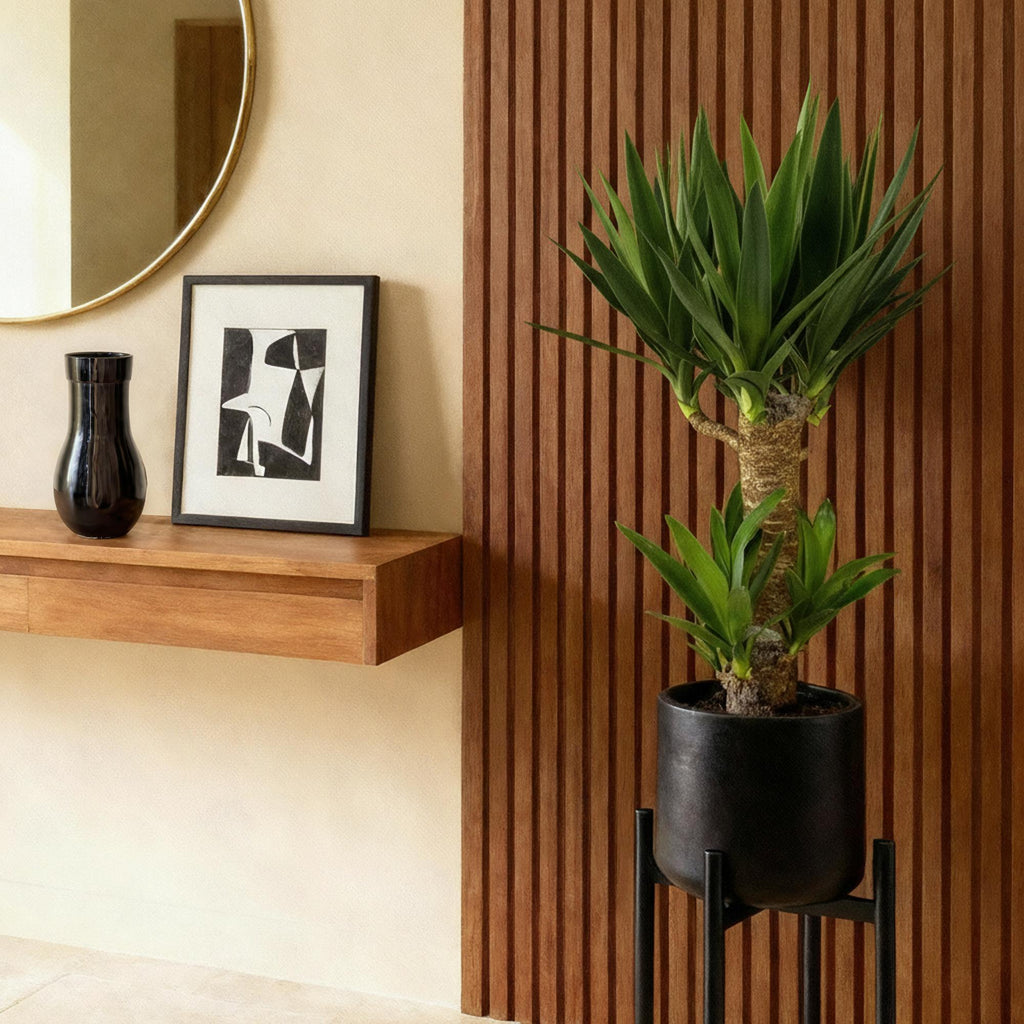 Yucca elephantipes, 75 cm hoog, decoratieve plant