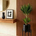 Yucca elephantipes, 75 cm hoog, decoratieve plant