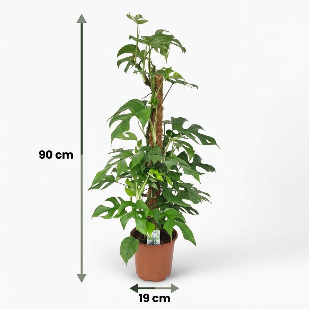 Mini Gatenplant, groeiwijze van de plant