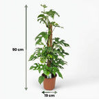 Mini Gatenplant, groeiwijze van de plant