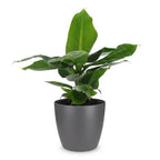 Musa Oriental Dwarf - Dwergbanaan met grijze pot, kenmerkend blad