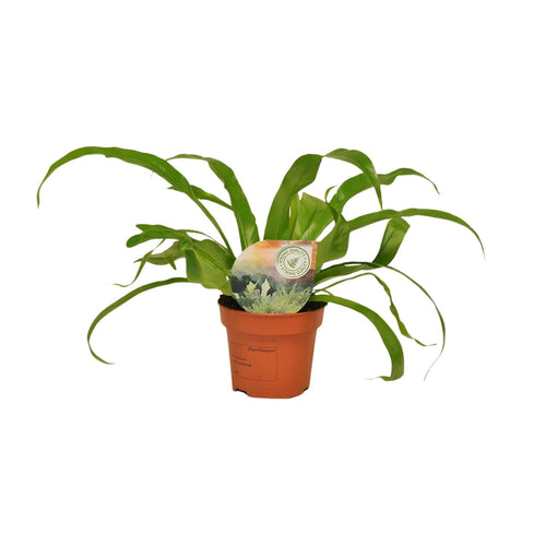 Productfoto van Asplenium Antiquum