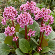Bergenia cordifolia - Schoenlappersplant - Schaduw - Roze - 6 Planten