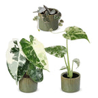 3x Baby Variegata Mix - Diversen - Tropisch - incl. Linnea Olive - Ø6cm - ↕10-15cm, detail van het blad