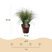 Carex comans Frosted Curls, 50 cm hoog