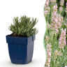 Lavandula angustifolia 'Rosea' - roze lavendel - 12 planten