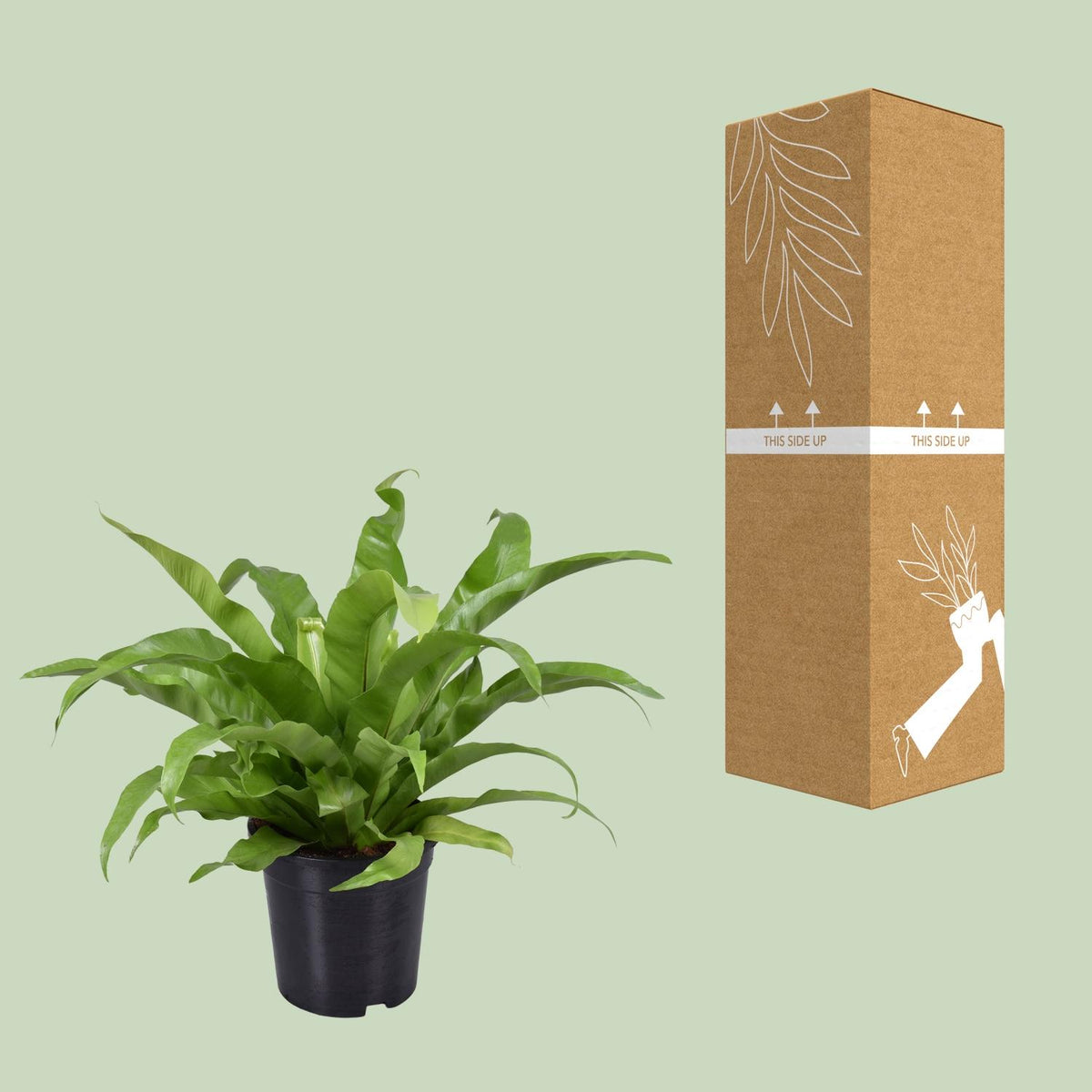 Detailfoto van Asplenium Antiquum