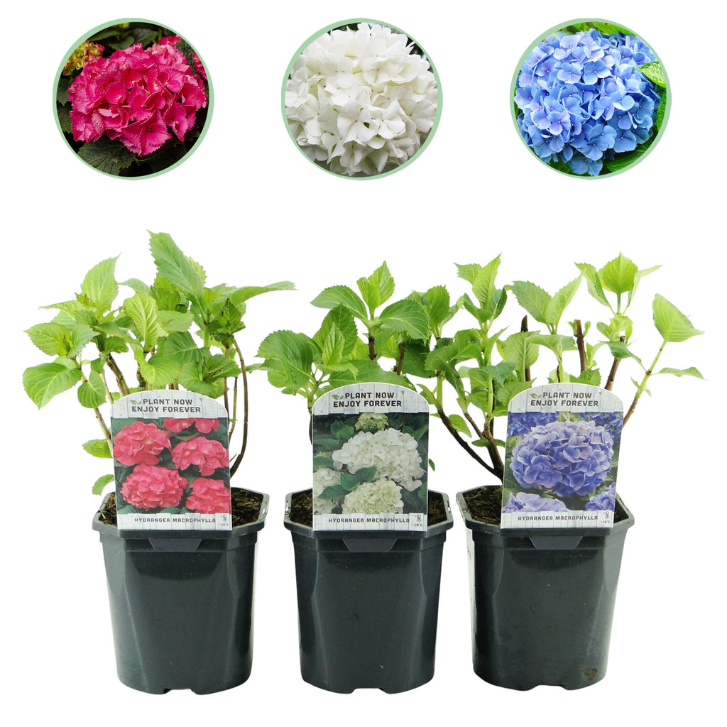 Hydrangea macrophylla Tricolour, plant in pot