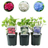 Hydrangea macrophylla Tricolour