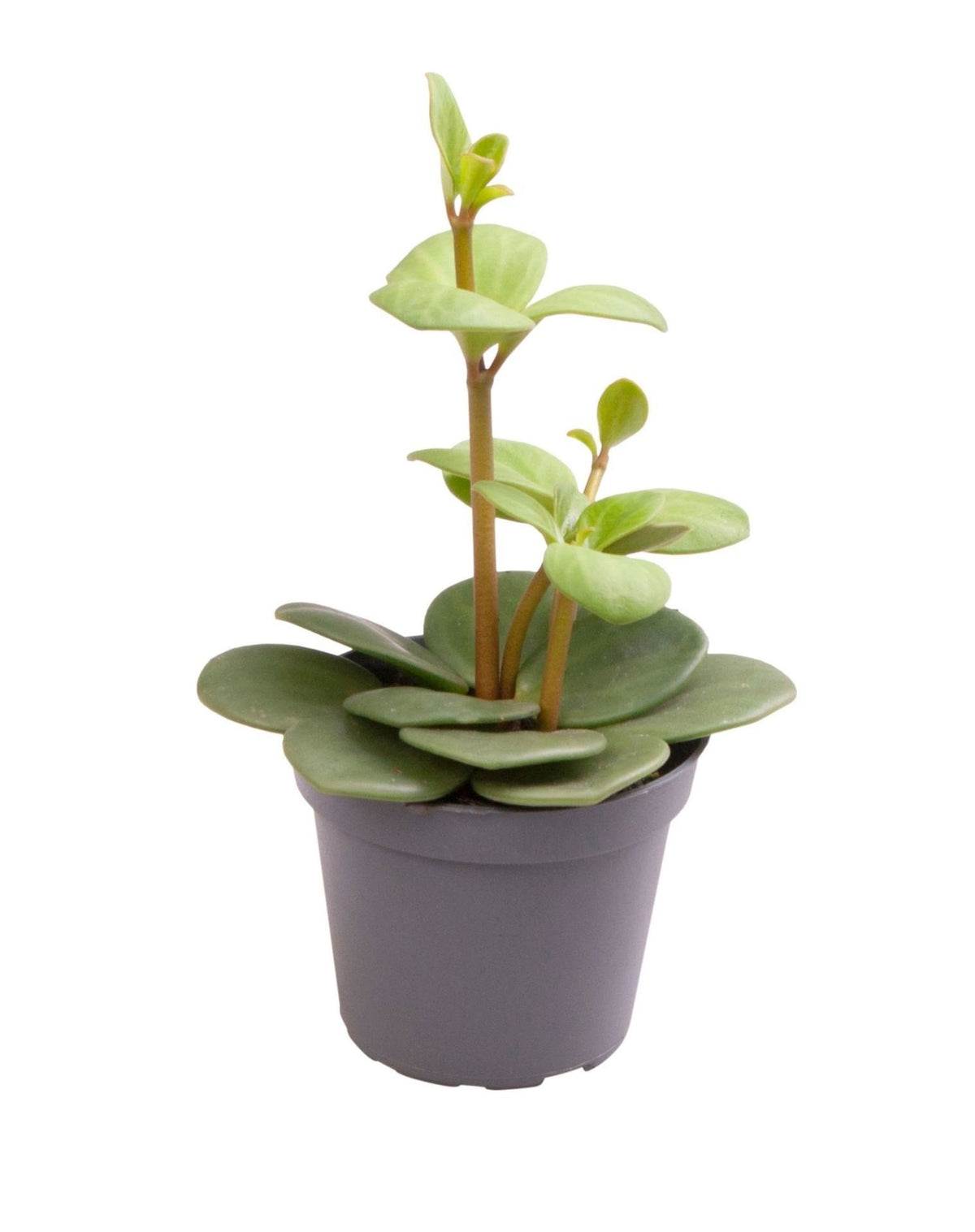 Peperomia Hope - Peperomia Hope - Groen - Tropisch, plant in pot