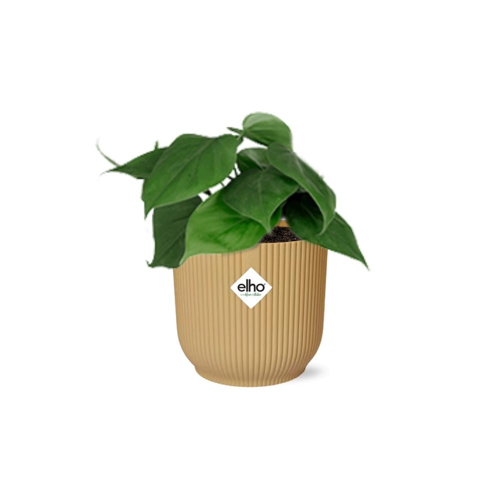 Detailfoto van Philodendron Scandens in ELHO Vibes Fold 14cm geel