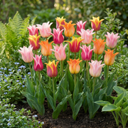 Lelietulp &
