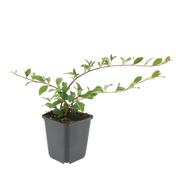 Cotoneaster dammeri