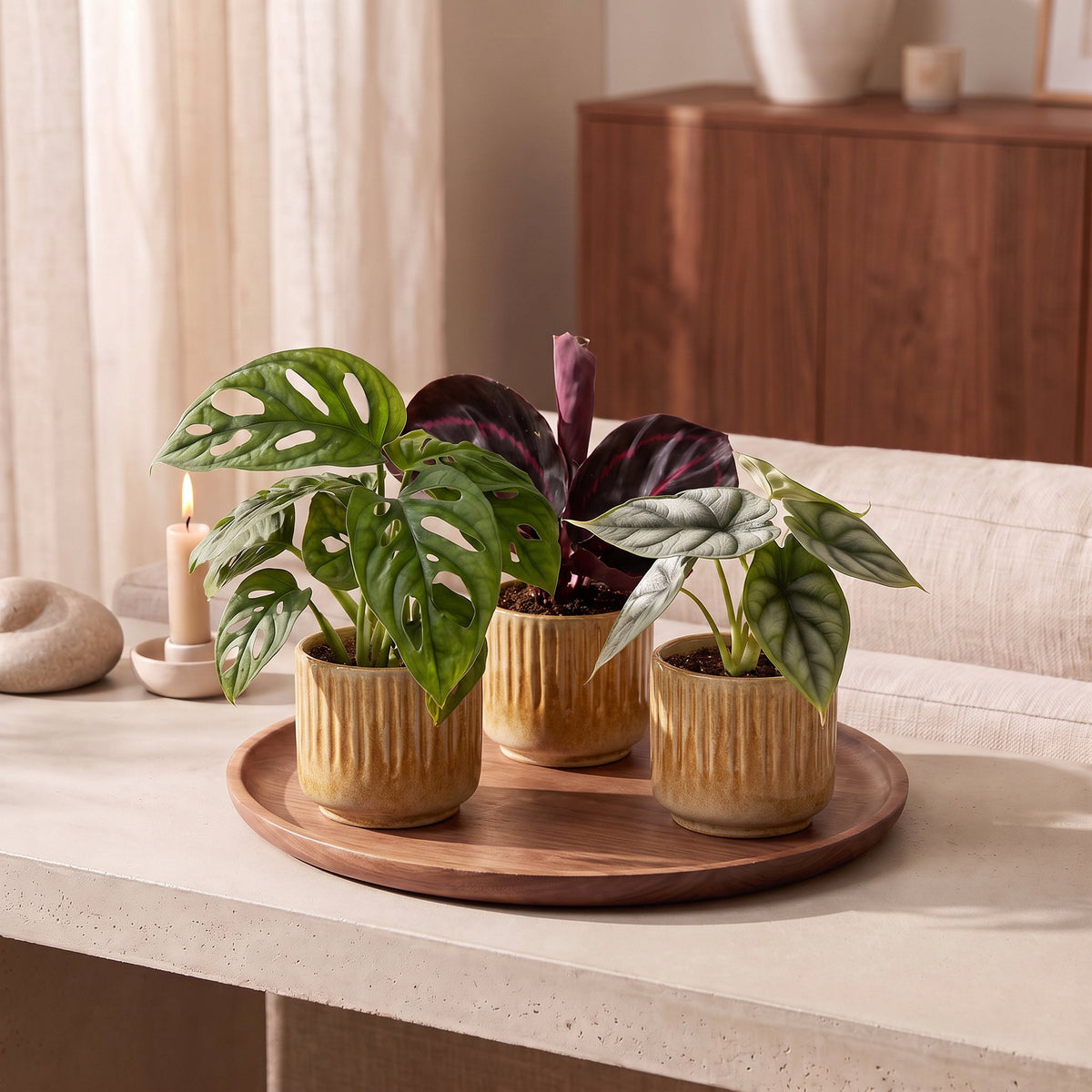 3x Baby Jungle Mix kleine planten