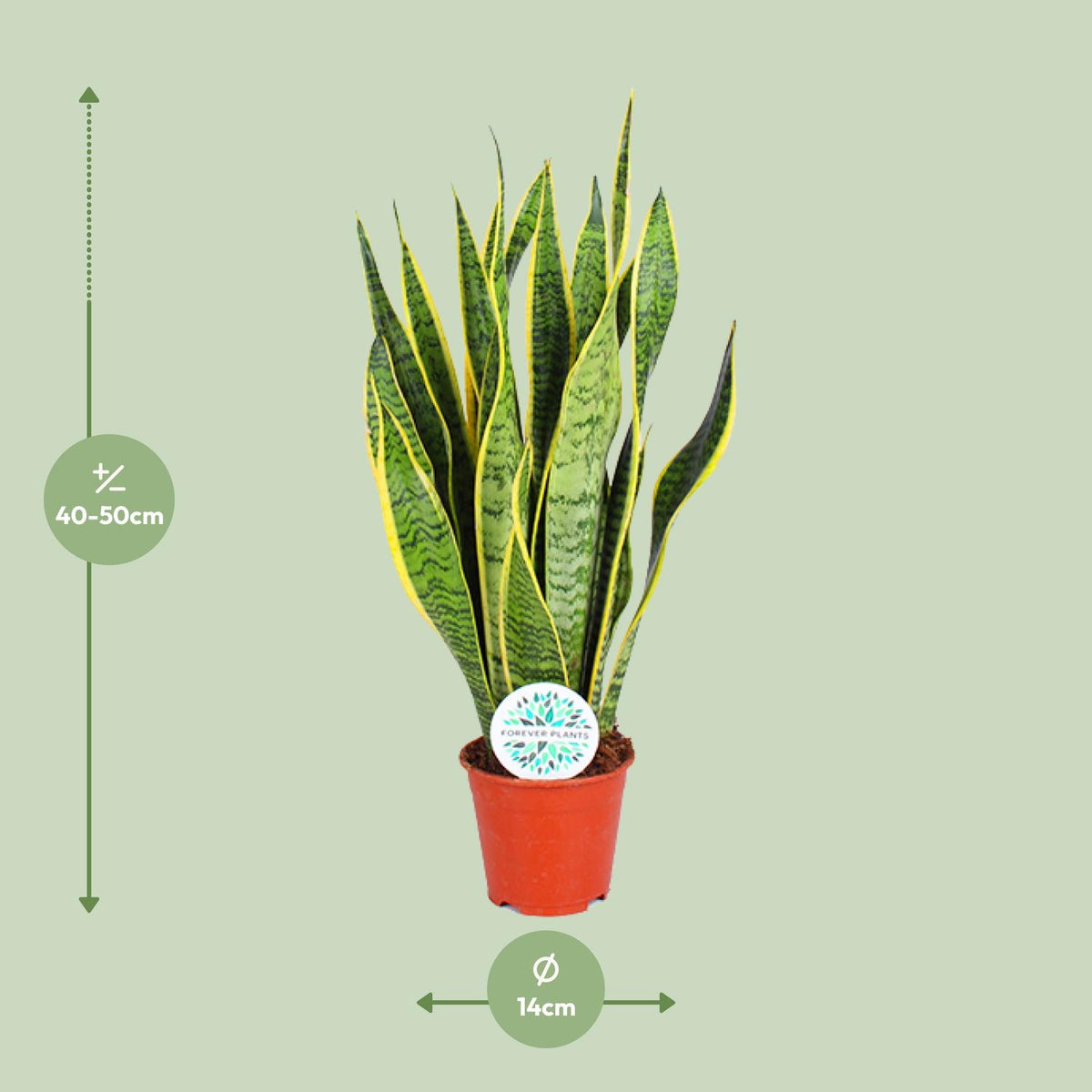 Detailfoto van Sansevieria Trifasciata Laurentii