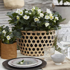 Productfoto van Kerstroos