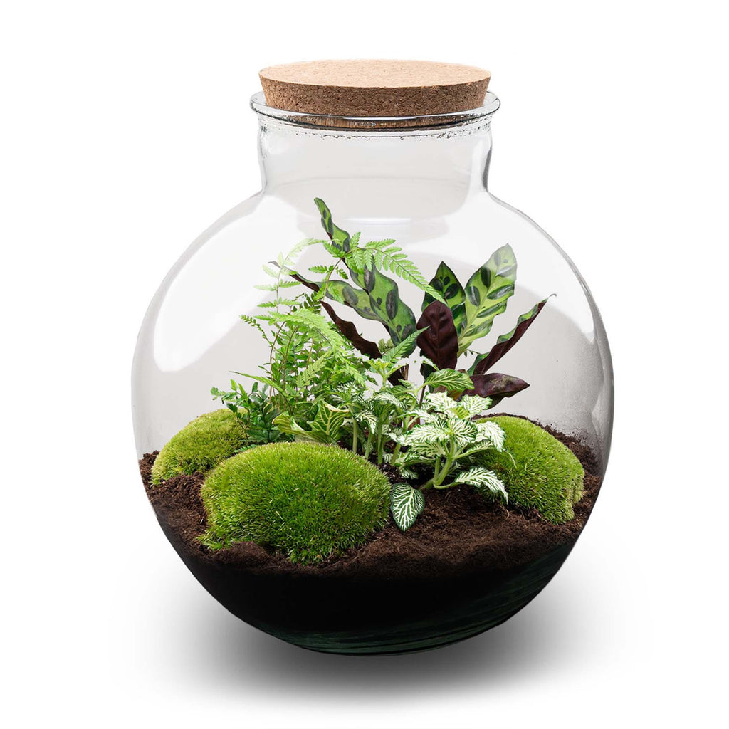 DIY terrarium Bolder Bob met licht, zonder gereedschap, detail van het blad