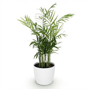 Chamaedorea elegans met witte pot