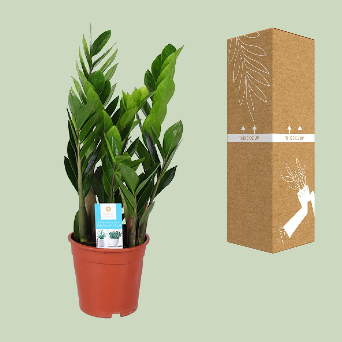 Zamioculcas Zamiifolia, kenmerkend blad