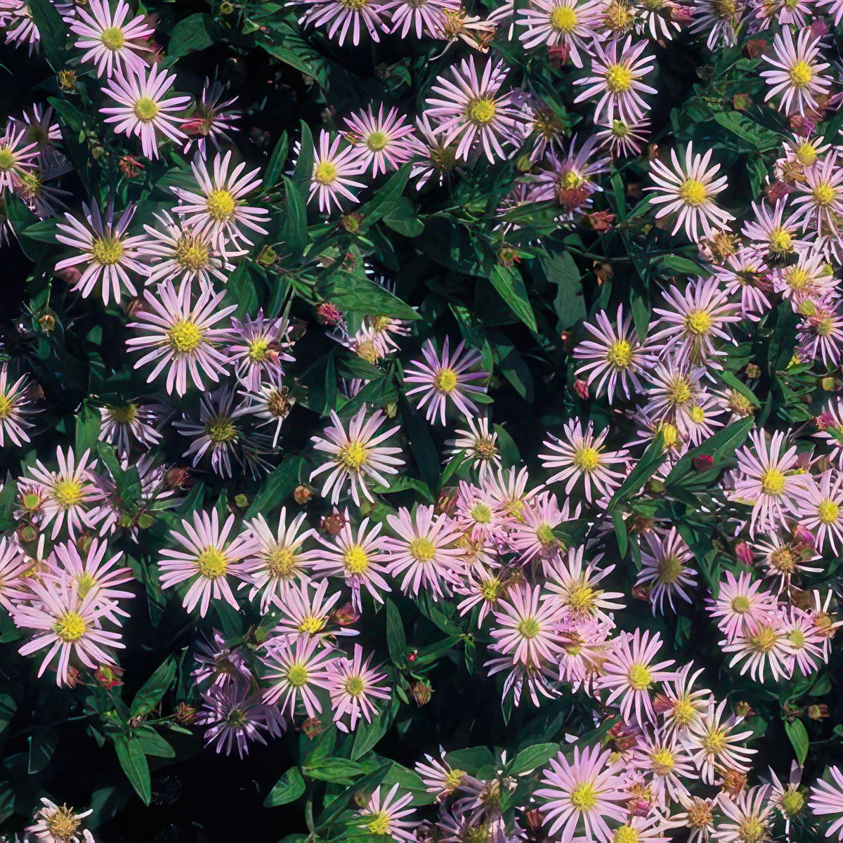 Aster ageratoides 'Asran', detail van het blad