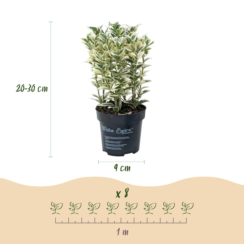 Japanse hulst Covenxa, haagplant (16 stuks), groene bladeren