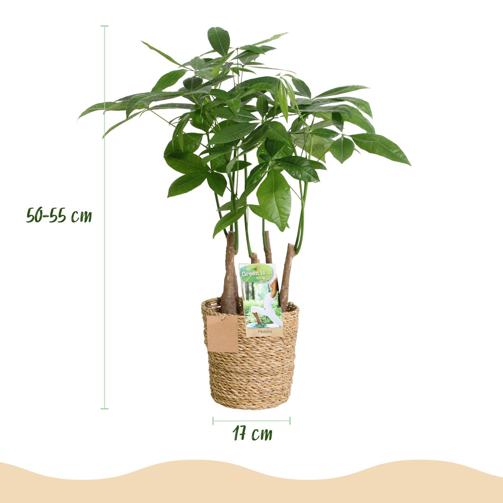 Pachira Aquatica multi stam met mand, groene bladeren