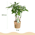 Pachira Aquatica multi stam met mand, groene bladeren